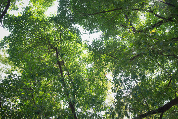 Top of tree with green leaves,beautiful nature.