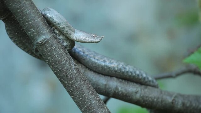 A horned viper on a tree from Velebit mountain, Croatia