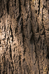 Closeup trunk tree,show detail and surface of old peel,