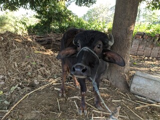 portrait of a indian black buffalo