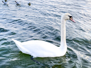 lake with birds, swans in winter