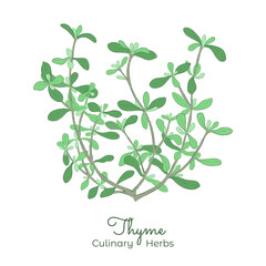 Hand Drawn Picture of Thyme or Thymus Vulgaris