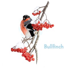 Bullfinch on a rowan branch in the snow. Pastel illustration.