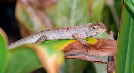 chameleon animal life standing on leaf in botany garden. reptile browm skin in tropical natural.