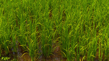 green grass in the wind