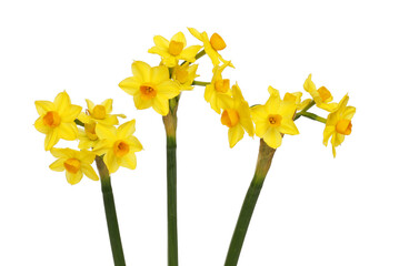 Line of narcissus flowers