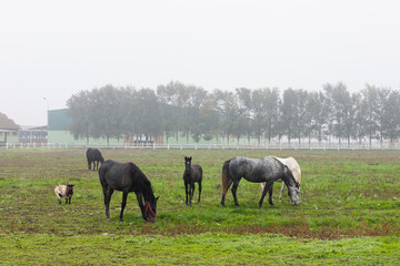Naklejka na ściany i meble Horses at farm on the pasture grazing