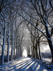 Dazzling snow covered winter woodland.