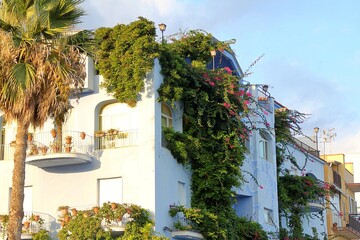 colorful houses in Sicily overgrown with climbing plants, vines with flowers growing on the facades of houses, palm trees and a large number of pots on balconies