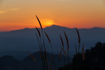 Sunset over mountains and forest with grass flower with sky and sunbeams.