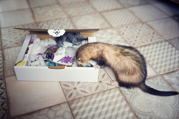 Young ferrets examines the play box. Curious animal pet in home with toys