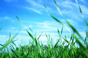 low angle view of fresh grass against blue sky with clouds. freedom and renewal concept