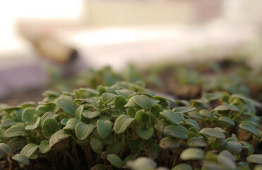 Fototapeta premium young seedlings