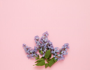 Top view of purple lilac flowers on pink background. Place for your text.