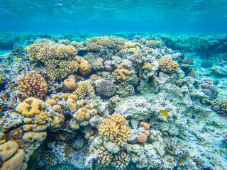 Fototapeta na wymiar Underwater image of corals in Red Sea near Hurghada town in Egypt