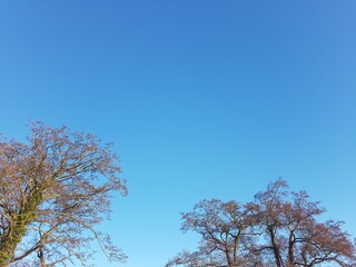 trees and  sky is blue