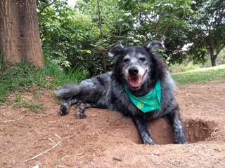 portrait of a black dog