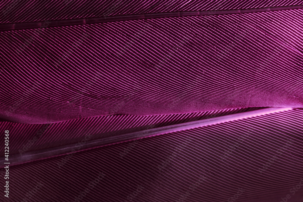 Poster Close up Beautiful Bird feather background pattern texture for design. Macro photography view..