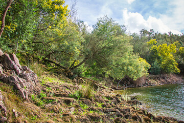 Fototapeta na wymiar Riverbank with beautiful vegetation in Castelo de Bode water dam, Portugal
