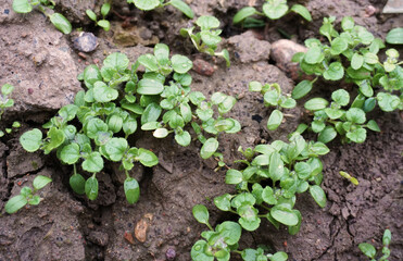 young seedlings