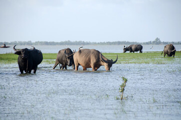 Fototapeta na wymiar Water buffalo eating the grass in Songkhla Lake. Songkhla, Tailand
