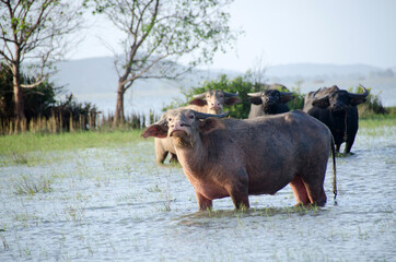 Water buffalo eating the grass in Songkhla Lake. Songkhla, Tailand