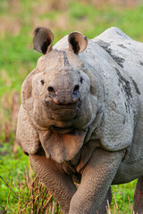 Obraz premium Indian Rhinoceros approaching the jeep to see if we're a threat