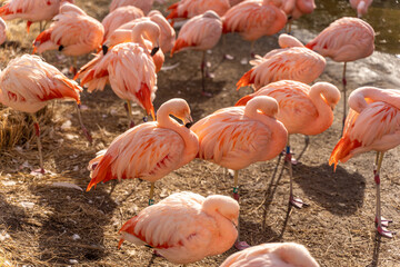 Fototapeta na wymiar A flock of pink flamingos resting by the edge of a lake