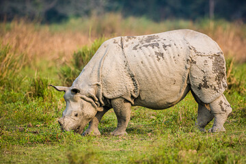 Greater one-horned Rhino grazing in the grasslands