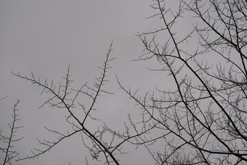Bare tree branches against the sky
