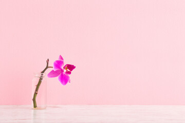 Fresh purple orchid in glass vase on wooden table at light pink wall. Pastel color. Empty place for...