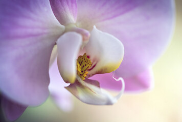 Fototapeta na wymiar Blooming purple orchid flower. Phalaenopsis. Closeup. Macro view