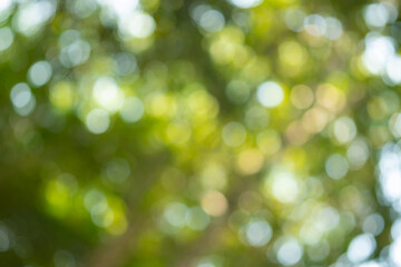 Plakat Light of out focus,Blurred background.Bokeh from natural green leaves.