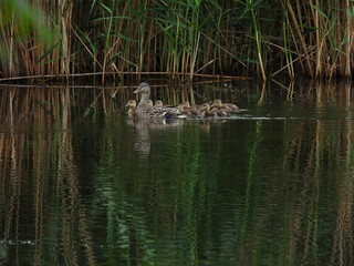 duck with ducklings