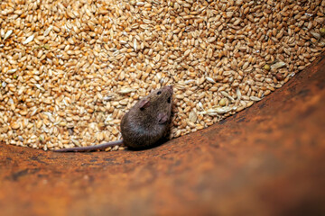 pest a small nasty gray mouse sits in a barrel of golden grain and spoils the harvest in the barn