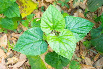 The heart-shaped green leaves are naturally occurring. Heart-shaped leaves with green jagged edges.
