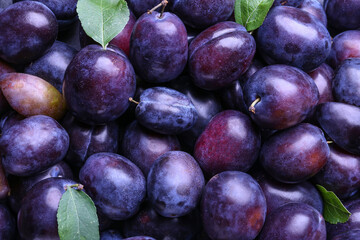 Many ripe plums as background