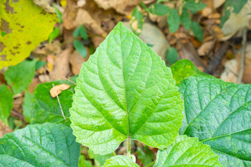The heart-shaped green leaves are naturally occurring. Heart-shaped leaves with green jagged edges.