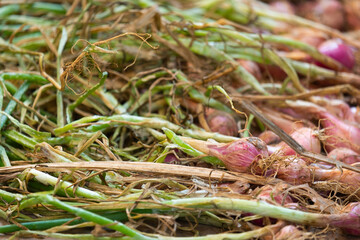 Shallots collected new have not been dried.