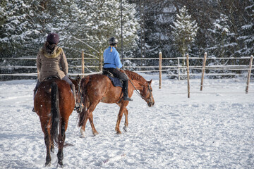konie w scenerii zimowej