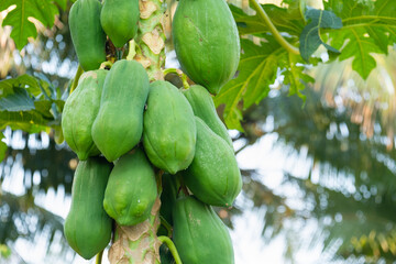 The unripe papaya fruit has a green color on the tree.