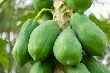 The unripe papaya fruit has a green color on the tree.