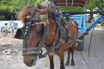 horse and rider