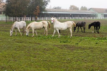 Fototapeta na wymiar Horses at farm on the pasture grazing