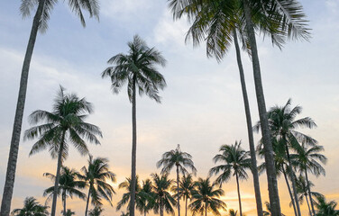 Fototapeta na wymiar high coconut fruits tree on beach . beautiful multi color sky with blue and orange cloud. tropical fruit in thailand garden farm.