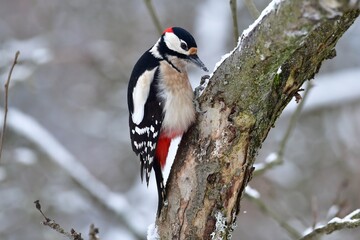 Great woodpecker sits on a branch and peck in its bark, looking for food in the winter
