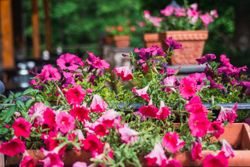 Garden full of pots with petunia flowers of intense color - fuchsia.