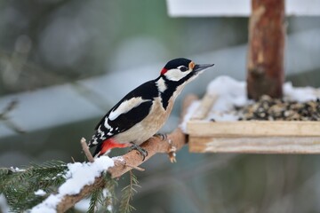 Great woodpecker feeds on a feeder with a sunflower in a garden in a snowy winter