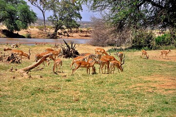Stado antylop impala (Aepyceros melampus). Rezerwat Samburu (Kenia)