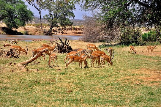 Fototapeta Stado antylop impala (Aepyceros melampus). Rezerwat Samburu (Kenia)